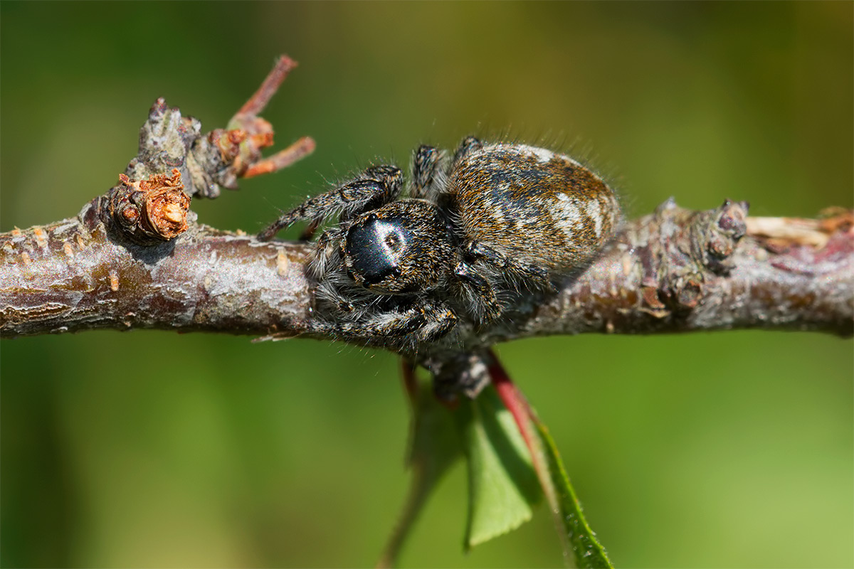 Philaeus chrysops - Morello (FI)